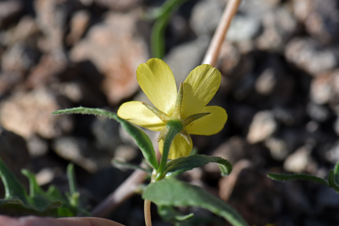 Veatch's Blazingstar has 5 petals and 5 sepals, note the sepals are about ½ as long as the petals. Mentzelia veatchiana 